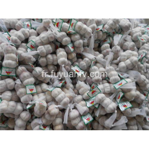 Ail blanc normal de 5,0-5,5 cm